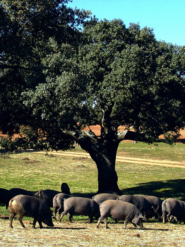 FINCA JAMONES