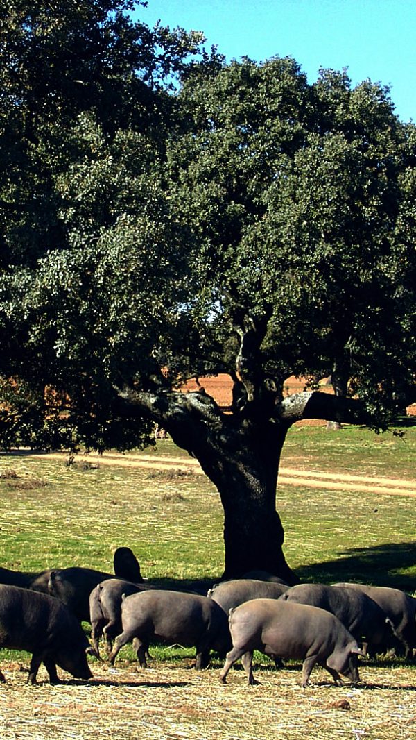 FINCA JAMONES